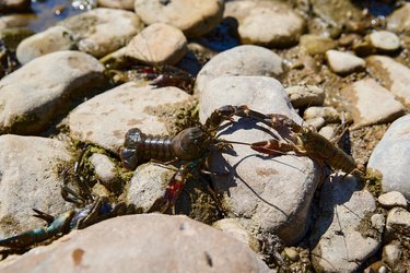 Crayfish crawling over rocks in a river