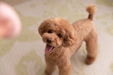 Toy poodle waiting