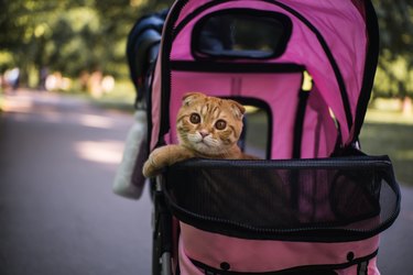 Orange cat in a pink stroller.