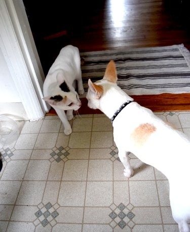 Cat and Dog Sniffing Each Other