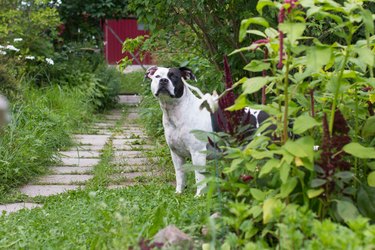 a black and white dog walks in nature in summer. Outdoor recreation , American Staffordshire Terrier