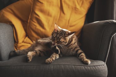 Cute cat is washing itself with tongue on white background