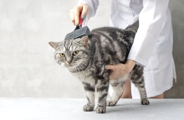 Cat grooming background. Veterinarian brushing scottish fold cat.