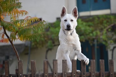 White dog peeking over a fence