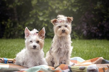 Cute Little Yorkie Cross Dogs in Garden