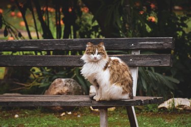 fluffy cat sitting on a bench
