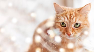 Cute ginger cat looks through tinsel with light bulbs. Shiny decorations for New Year or Christmas celebration. Horizontal banner with copy space.
