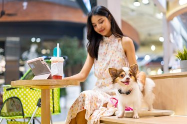 Asian woman playing with her chihuahua dog at cafe in pets friendly shopping mall.