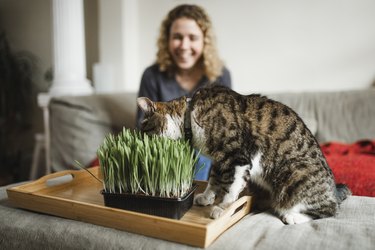 Cat is eating fresh green grass