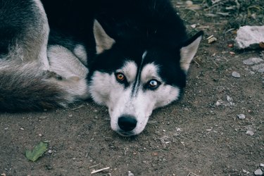 Husky with different eyes