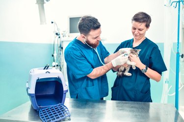 Equipe veterinária examinando pequeno gatinho