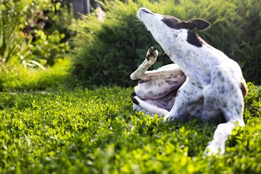 Dog scratching on grass