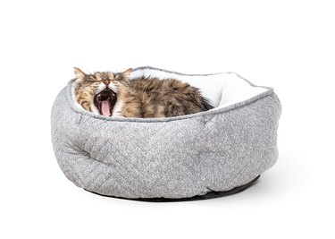Senior cat yawing while lying comfortable in a cat bed.