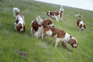 what is the social hierarchy of a guide dog