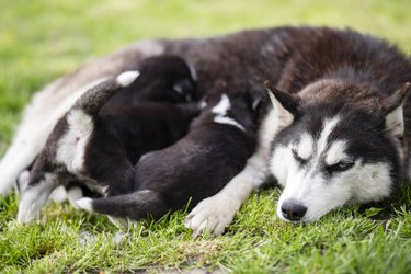 Small puppies nursing lying on the green grass