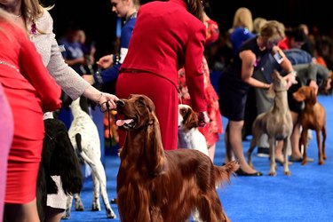 National Dog Show Hosted By The Kennel Club of Philadelphia