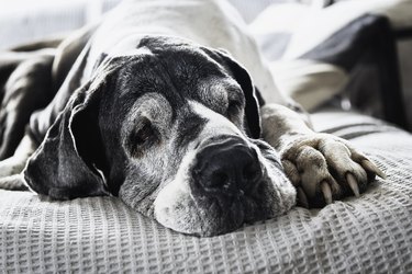 Senior Great Dane resting on the couch