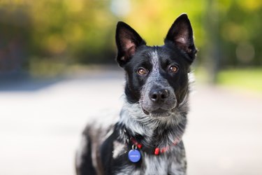 Dog with a red collar and blue ID tag