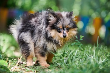 Pomeranian Spitz Puppy Pooping In Garden. Cute Pomeranian Dog On Walk. Puppy Black, Gray And Brown