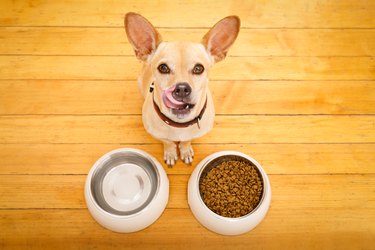 Above shot of a yellow Chihuahua and food and water bowls