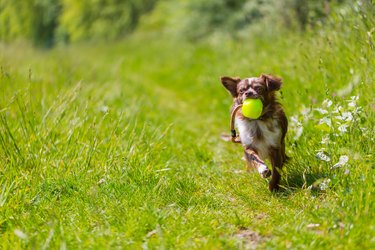 Chihuahua dog playing with a ball in the grass