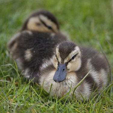 Baby ducks in grass