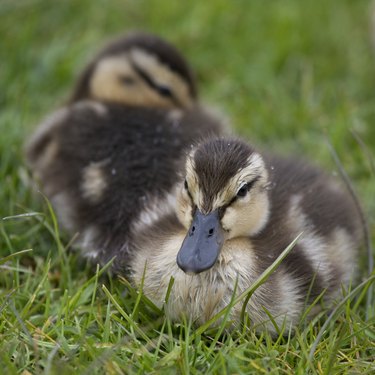 difference between male and female mallard ducks