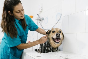 Female groomer bathing German shepherd in sink at pet salon