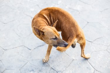 A stray dog bite tail and stand on the asphalt street.