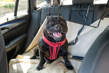Staffordshire Bull Terrier dog on the back seat of a car with a clip and strap attached to his harness. He is sitting on a car seat cover.