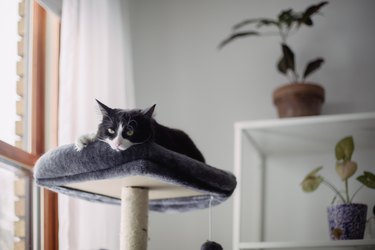 Domestic cat lying down on a cat tree