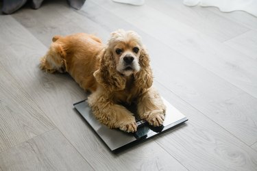 The dog lies on the floor scales at home.