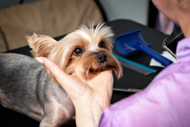 Pet haircut, Yorkshire terrier grooming, dog's head close-up