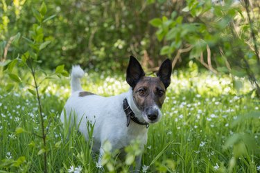 Cute smooth fox terrier standing among green grass and camomile flowers.