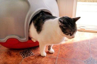 Cat using toilet, cat in litter box, for pooping or urinate, pooping in clean sand toilet. Cleaning cat litter box. Cat looking at her own poop in the litter box. Kitty litter. Cat at home. Pet Shop.