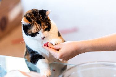 Calico cat looking at a treat being given to them by a human.