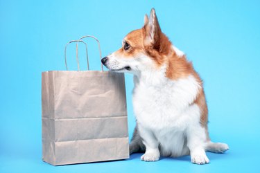 Cute obedient welsh corgi pembroke or cardigan dog sits on blue background, and peeks into eco friendly craft pack with home delivered purchases or gifts, front view, copy space