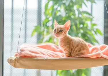 small tabby cat on hanging bed at window