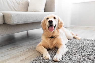 Portrait of cute dog lying on the floor