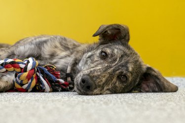 A brindle puppy lies on its side with a rope toy in front of its paws.