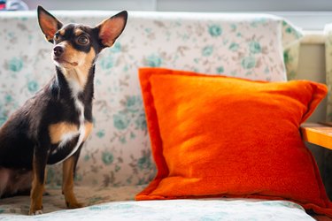 Chihuahua Dog resting  on a sofa at home.