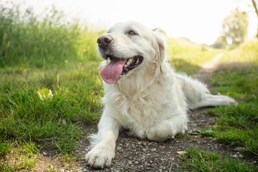 Golden retriever puppy outdoors