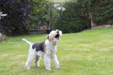 what is the law about dogs barking