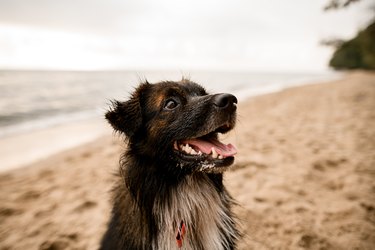 beautiful portrait of cute shaggy mongrel dog on blurred background.