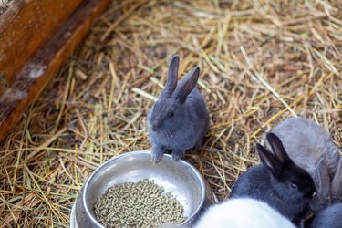 Rabbits eating in a pen