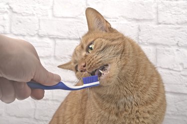 Funny red cat getting her teeth brushed by her owner.