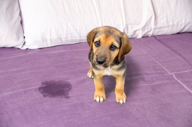 Cute puppy sitting near piss on the bed