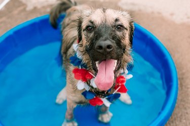 Summer Dog in Pool, Cute Dog Having Fun