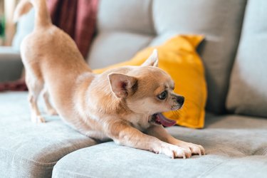 Tan and white Chihuahua stretching and yawning on a couch