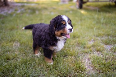 Bernese mountain dog puppy relaxing in the park